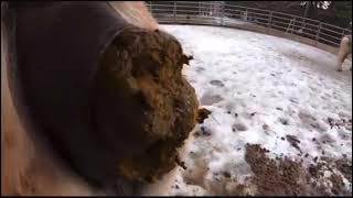 Horse poop