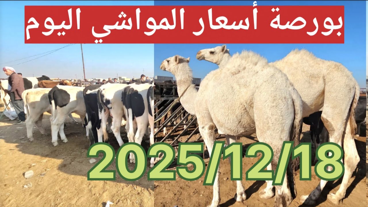 🐄 سوق المواشي اليوم 🔥 عرض كثيف جدًا وحركة سوق نشطة تبشّر بالخير