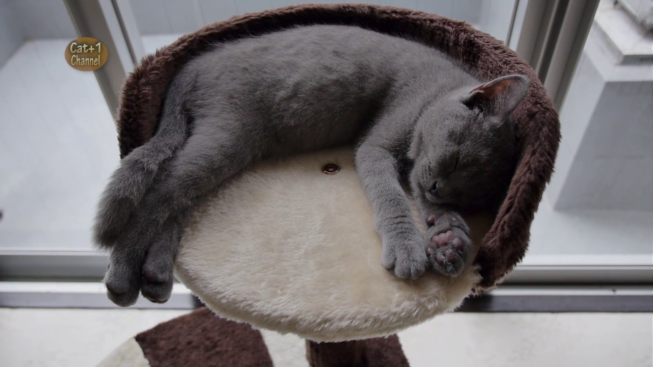 ブリティッシュショートヘア 子猫 美しいツヤの黒猫 秋葉原の猫カフェ Youtube