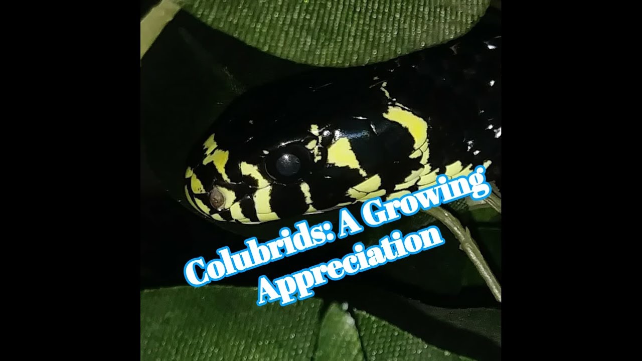 reptile lovers live with 80 snakes A Change In My Opinions Of Colubrids