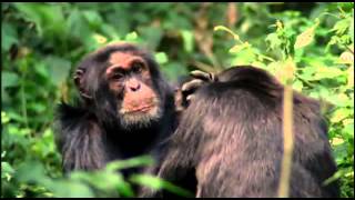 Evolution  The Minds Big Bang PBS)