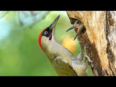 Video: Strakapoud je zručný pták
