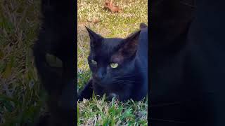 Big Black Cat Enjoys the Breeze  #bigblackcat #blackcatlife #blackcat #lifeisbutadream