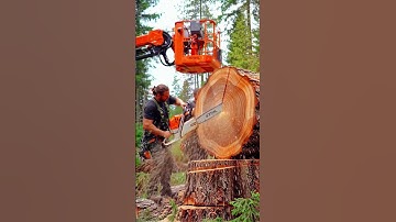 Massive Tree Felling: Extreme Chainsaw Power! #chainsaw#woodworking#treecutting