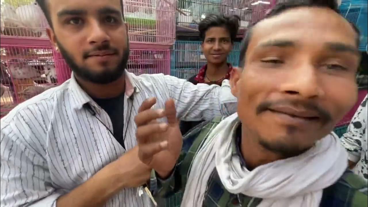 Cheapest bird market in lal quila 🐓🦜🦆wholesale bird shops (BIRDS MANIA