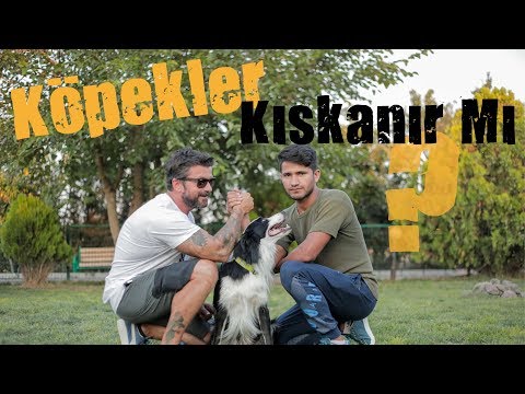 Köpekler Kıskanır Mı?