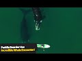 Paddleboarder Has Incredible Encounter With Whales!😱