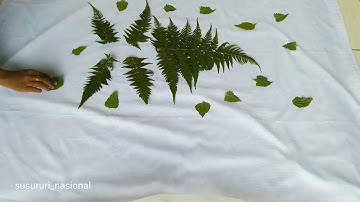 timelapse ECOPRINTING PROCESS - How to Make Ecoprinting Fabric - Ecoprinting Tutorial