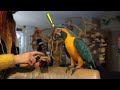 My Macaw Jinx Overcoming His Fear in MINUTES!