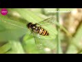Descubriendo el fascinante mundo de las hormigas ile ilgili video