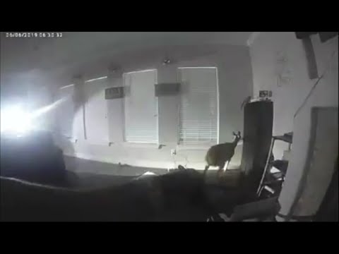 Oh deer! Texas police discover 4-legged intruder