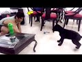 Sushant Singh Rajput Playing With His Dog Fudge In June 2016 | Video By Niece Mallika Singh Rajput!