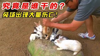 兔场出现大量的伤亡！兔子耳朵全部被咬伤，凶手究竟是谁？