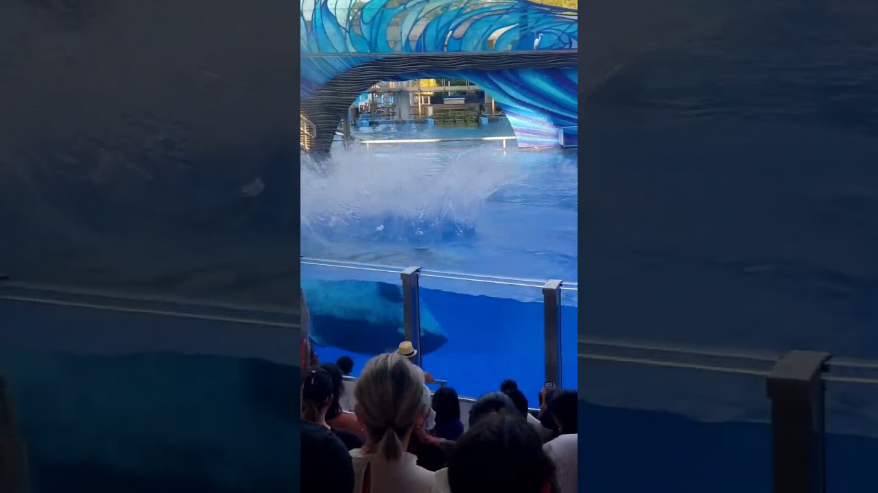 ORCA in SEAWORLD 