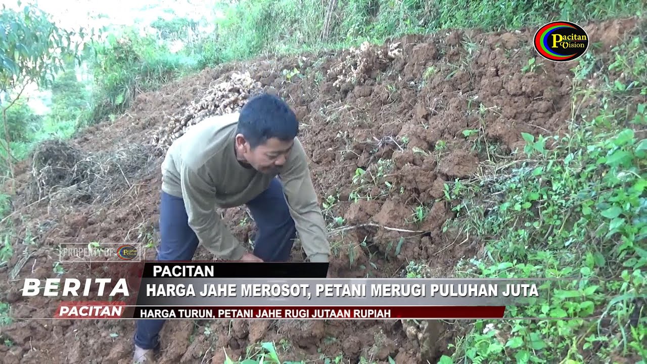 Harga jahe Merosot, Petani Kelimpungan