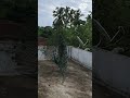 എവിടെ നോക്കിയാലും മയിലുകള്‍.... #trending #minivlog #viralvideo #latest #relaxing #cool #enjoy