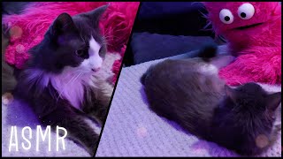 ASMR With My Cat To Help You Fall Asleep • Purring Sounds & Soft Whispers ‍⬛
