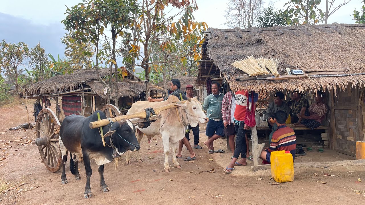 နွားလှည်မစီးဖူးတာကျနေတာပဲ 2009/10 ခုနှစ်တုန်းကပြန်သတိရတယ်