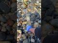 ホタテ貝を握って水中に手を入れた結果！ #shorts