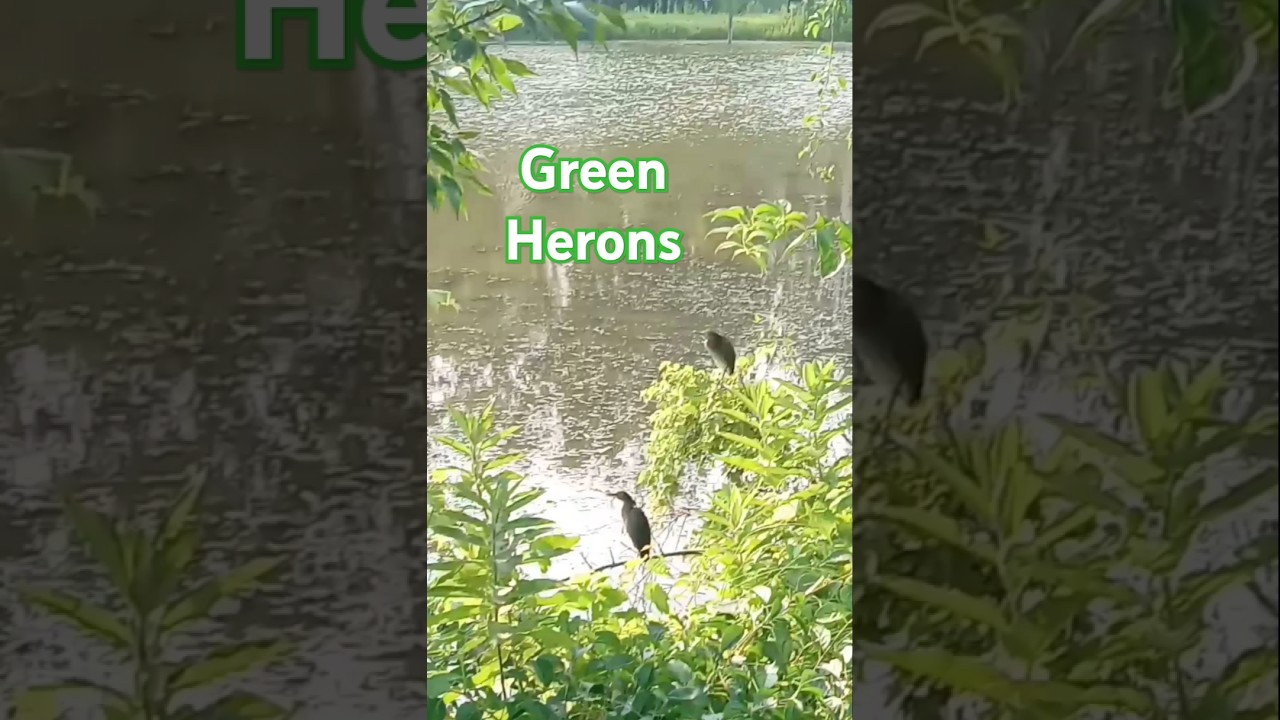 Green Herons Perched Just Above the Pond. 