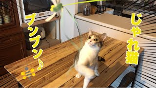 じゃれ猫ブンブンで遊んでみた♪