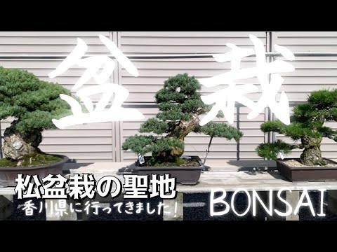 盆栽】【高松盆栽の郷】香川のBONSAI屋さんに行ってきました！手をかけ