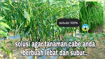 cara melebatkan buah cabe merah keriting | cara agar buah cabe lebat
