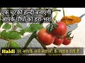 HALDI POWDER बनाएगी आपके घर के पौधों को हरा-भरा | Best Uses of HALDI for Plants