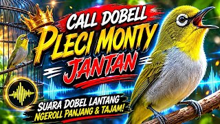 Terapi 100% Berhasil: Pleci Ombyokan Langsung Ngeriwik 🔥🔥