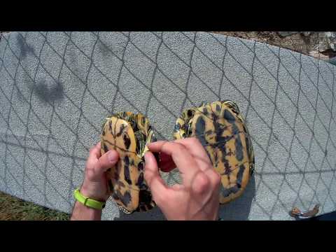 Video: Cómo Identificar Una Tortuga Hembra