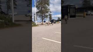 Reindeer on the roads in Lapland, Finland, Summer 2021