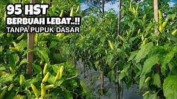 TANAMAN CABAI INI TANPA PUPUK DASAR SUBUR DAN BERBUAH LEBAT | METODE MAS UDIN PROFESOR CABAI