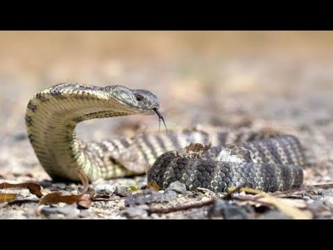 King Cobra Documentary - Nat Geo Wild Full HD - YouTube