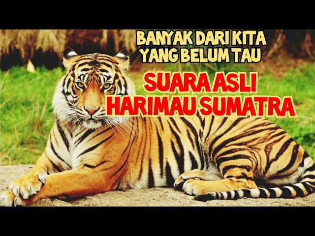 Suara Asli Auman Harimau sumatra yg menggelegar!! Sumatran tiger sound class=