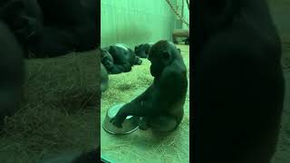 This Gorilla Wouldn’t Let Them Sleep 😭🦍 #shortsfeed #pov #gorila #nightlife #wildlife #zoo #viral