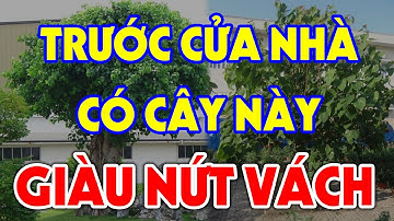 Cứ Trồng Cây Này TRƯỚC CỬA NHÀ Gia Chủ Càng Ở Lâu Càng GIÀU TO, Tiền Vàng Ùn Ùn Kéo Vào Nhà