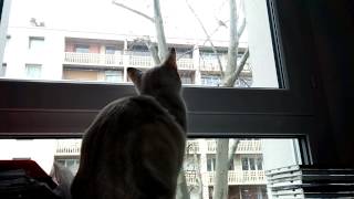 Weird Meow Meow From A Cat