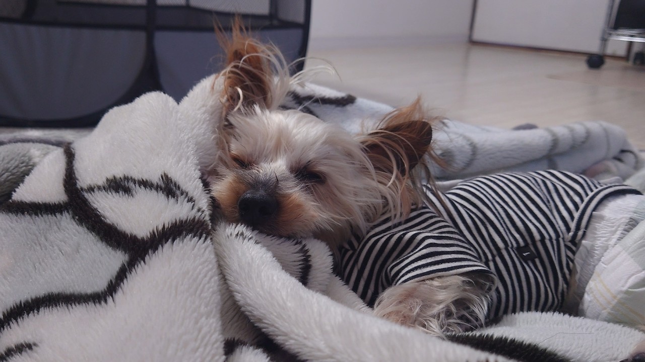 「迷子の老犬…あの日から…もうじき…」