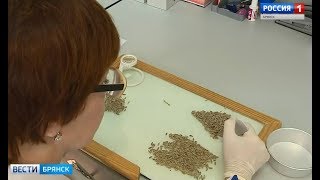 Контроль качества зерна в Брянской области Контроль качества зерна в Брянской области