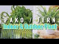 Pako plantfernlucky indoor outdoor plant philippines