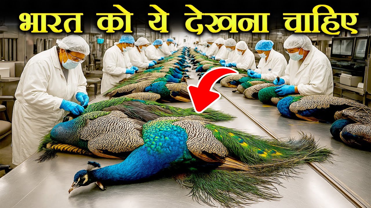 एक कड़वा सच | मोर की खेती से करोडो की कमाई | How China Earns Millions from Peafowl