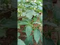 Green Mirchi 🌿🌿@ Home Garden