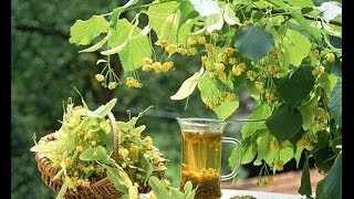 Тонизирующий напиток для похудения. Тонизирующий напиток для похудения.