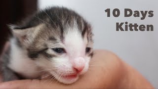 10 Days Old Kitten - New Born Cat Baby