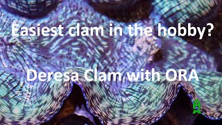 Possibly the "EASIEST" clam that you can keep in this hobby. Derasa Clams with ORA.