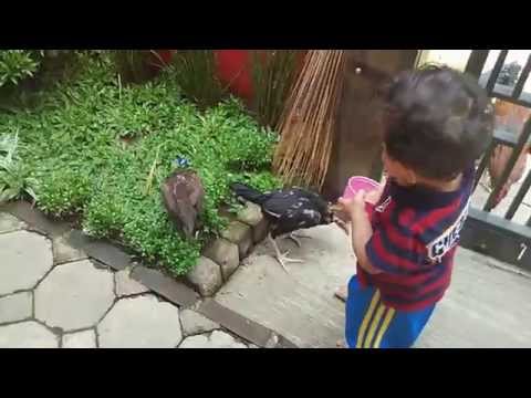 lucu anak kecil nangis DIPATOK AYAM