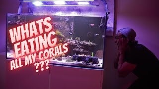 Revealing the Shocking Truth Behind My Disappearing Corals