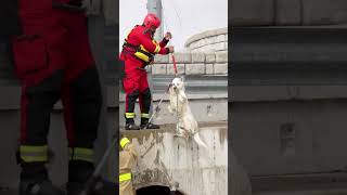 Detroit River Dog Rescue