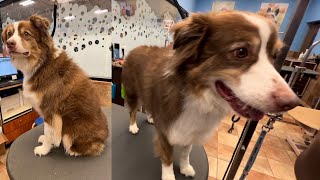 I HAD TO SHAVE AN AUSTRALIAN SHEPHERD! *NOT CLICK BAIT*