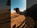 يا شايل الغل 